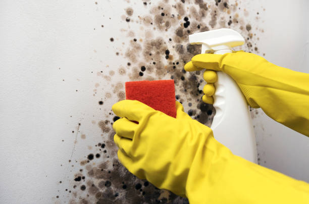 Best Industrial Mold Remediation in Cottage Lake, WA