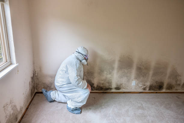 Professional Mold Remediation in Cottage Lake, WA