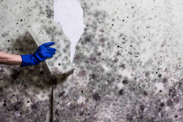 Best Basement Mold Remediation in Cottage Lake, WA